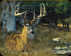 River's Edge - Deer - Tempered Glass Cutting Board - 12"x16" - 786A