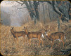 River's Edge - Deer - Tempered Glass Cutting Board - 12"x16" - 786D