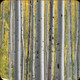 River's Edge - Birch Trees - Premium Heavyweight Wrapping Paper - 30"x118" Roll - 4526