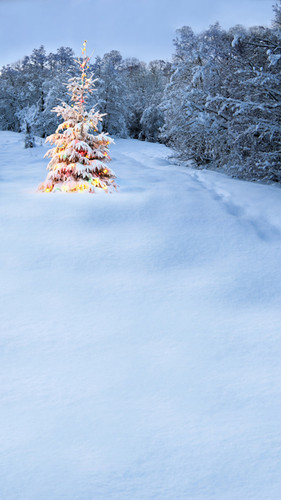 Decked Out Fir Backdrop