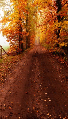 Autumn Dirt Road Backdrop