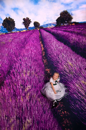 Lavender Fields Backdrop