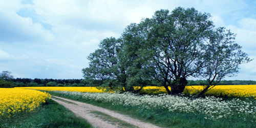 Grassy Road Wide Format