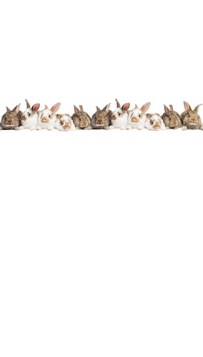 Easter Rabbits Backdrop