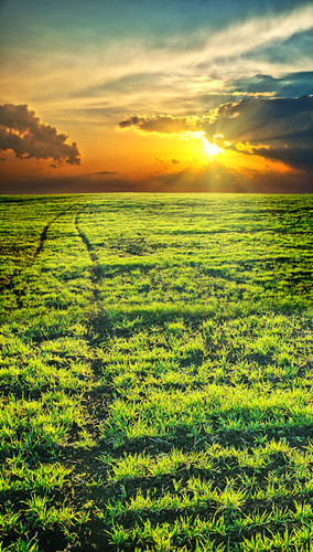 Sunset Field Backdrop