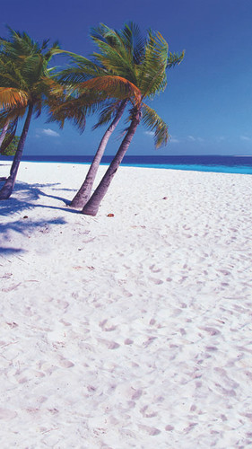 Palm Beach Backdrop