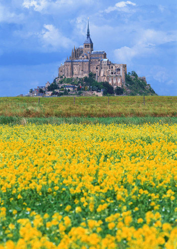 Flower Field Palace Backdrop