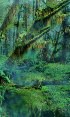 Swampland Backdrop