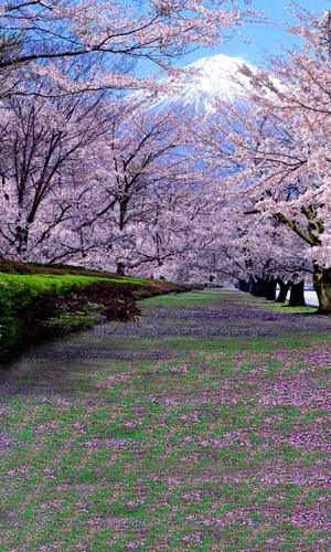 Cherry Blossom Trail Backdrop