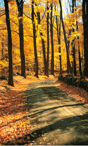 Autumn Road Backdrop
