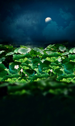 Moonlit Lillies Backdrop