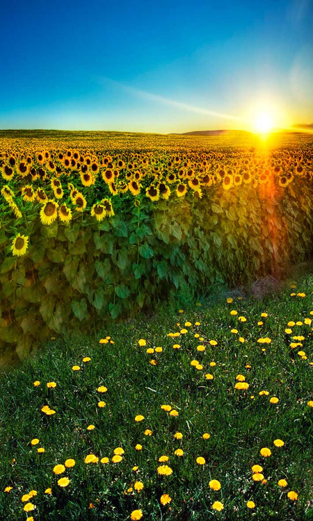 Clear Floor Mats >> Sunflower Fields Backdrop | Photo Pie Clear Floor Mats >> Sunflower Fields Backdrop | Photo Pie