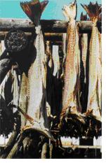 Stockfish_in_Lofoten_par1.JPG