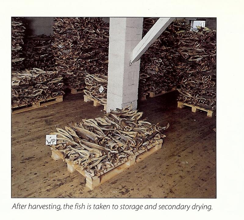 stockfish_harvested.jpg
