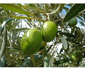 新品★OLIVE OIL★NO.00★ 5lack★ DJ Muro New☆OLIVE OIL☆NO.00☆ 5lack☆ DJ Muro