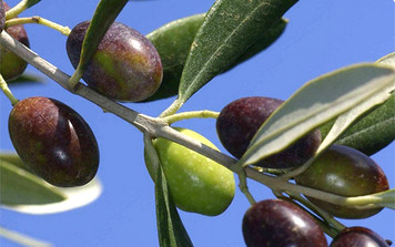 Italian Leccino Extra Virgin Olive Oil