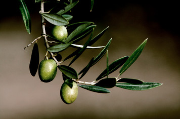 Organic Picual Extra Virgin Olive Oil 