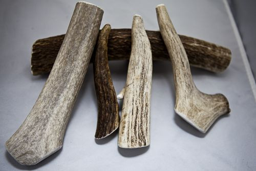 Natural Shed Elk Antler - Size Medium
