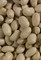 Shiloh Farms Organic Great Northern Beans