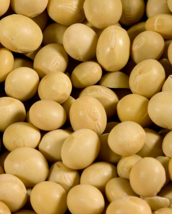 Organic Yellow Soy Beans – Westpoint Naturals - medium size beans