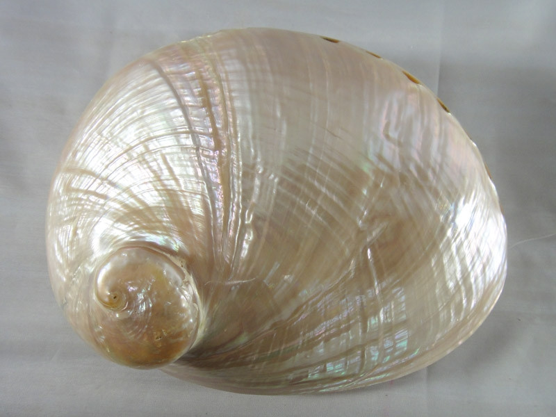 Australian Green Lip Abalone Polished Shell - Enchanted Haven