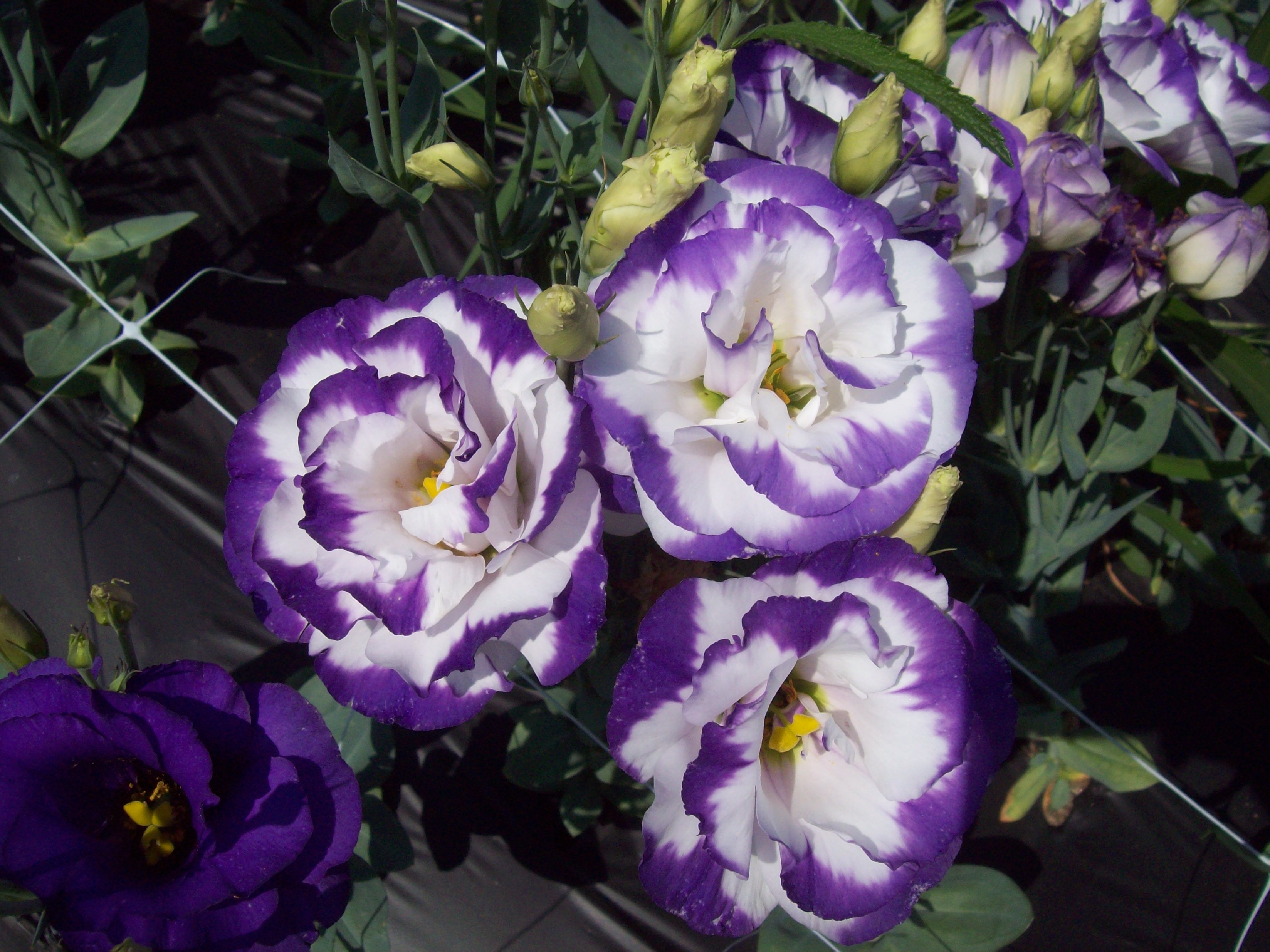 Where to buy lisianthus plants information