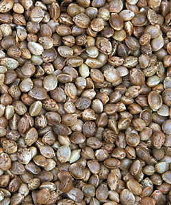 Hemp Seeds Photograph hemp-seeds.jpg