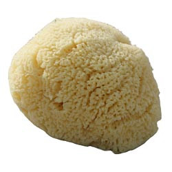 natural sea sponge baby