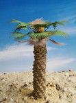 Reality in Scale - Thick Desert Fan Palm