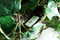 Self Recording Hidden Cameras in Artificial Flower pot