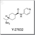 Y-27632 | ROCK inhibitor - Cellagen Technology