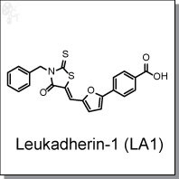 Leukadherin-1.jpg