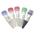Blood Direct PCR Kit V2 PD103 