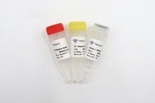 DNase I , RNase-free EN401-402 - Cellagen Technology