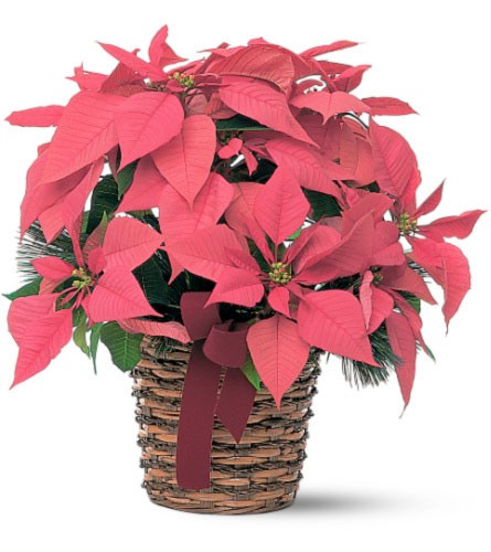 christmas poinsettia delivery