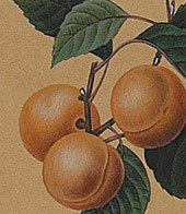Apricot, Framed Botanical Authentic Models