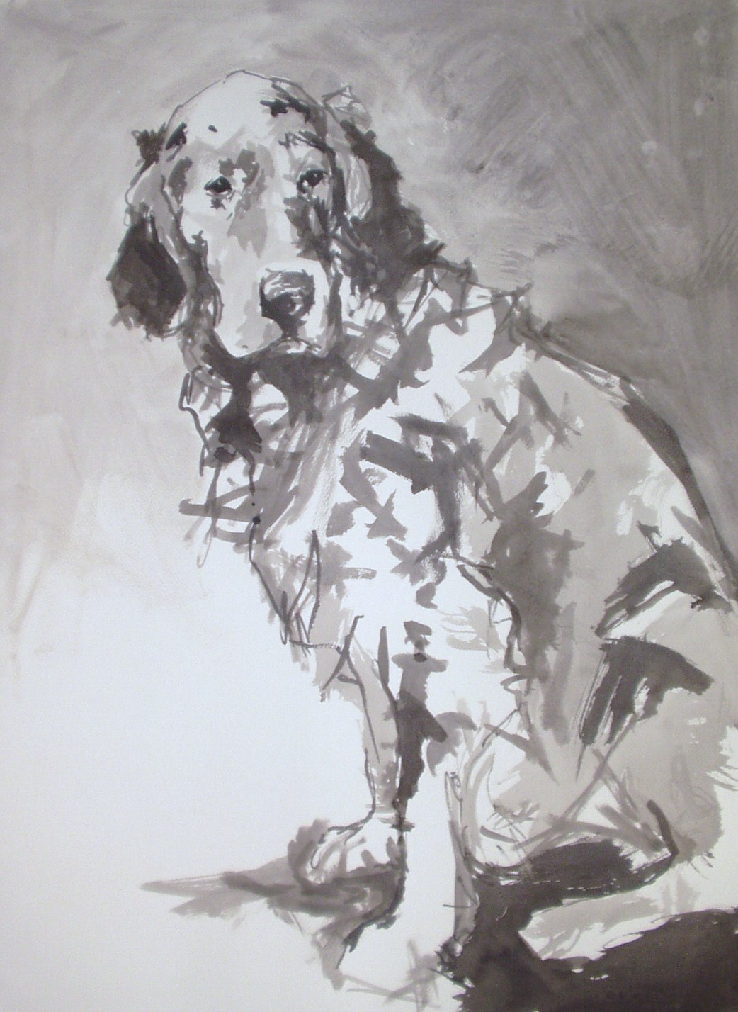 english-setter-black-ink-on-paper-30-inches-x-22-inches-approx.jpg