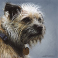  Contemplation - Border Terrier by Marc Mitchard