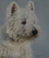  Westie Lost in Thought by Marc Mitchard
