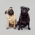 Pair of Pugs A Limited edition print by Justine Osborne