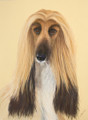 Afghan Hound by Jacqueline Clarisse