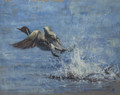 Pintail Take Off  by Paul Apps