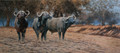The Boys from Mana Pools - A Water Buffalo Study by Paul Apps