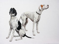 English Pointers by Coral Hutchings