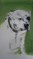 White Staffie Oil Painting by Sally Muir
