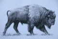 Bison Study in Charcoal by Sam Sopwith
