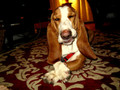  Heard the One About the Basset? by Penelope Smith