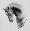    Prancing Stallion Head Study in Charcoal by Sam Sopwith