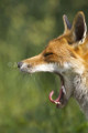 Yawning Fox by Jake Eastham