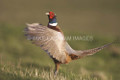 Flapping Pheasant by Jake Eastham